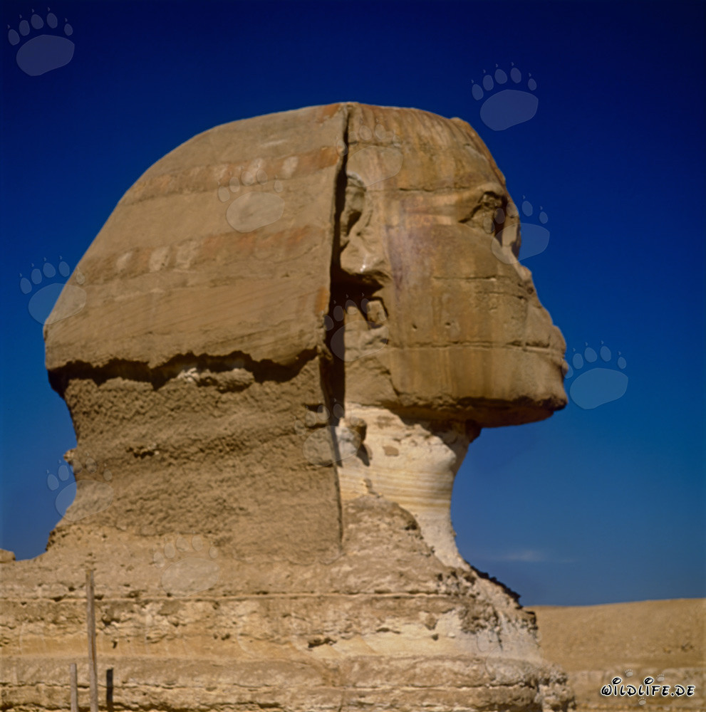Grande Sfinge di Giza - Testa maestosa della Sfinge in profilo