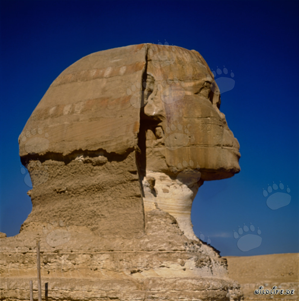 Große Sphinx von Gizeh - Majestätischer Sphinxkopf in Profilansicht