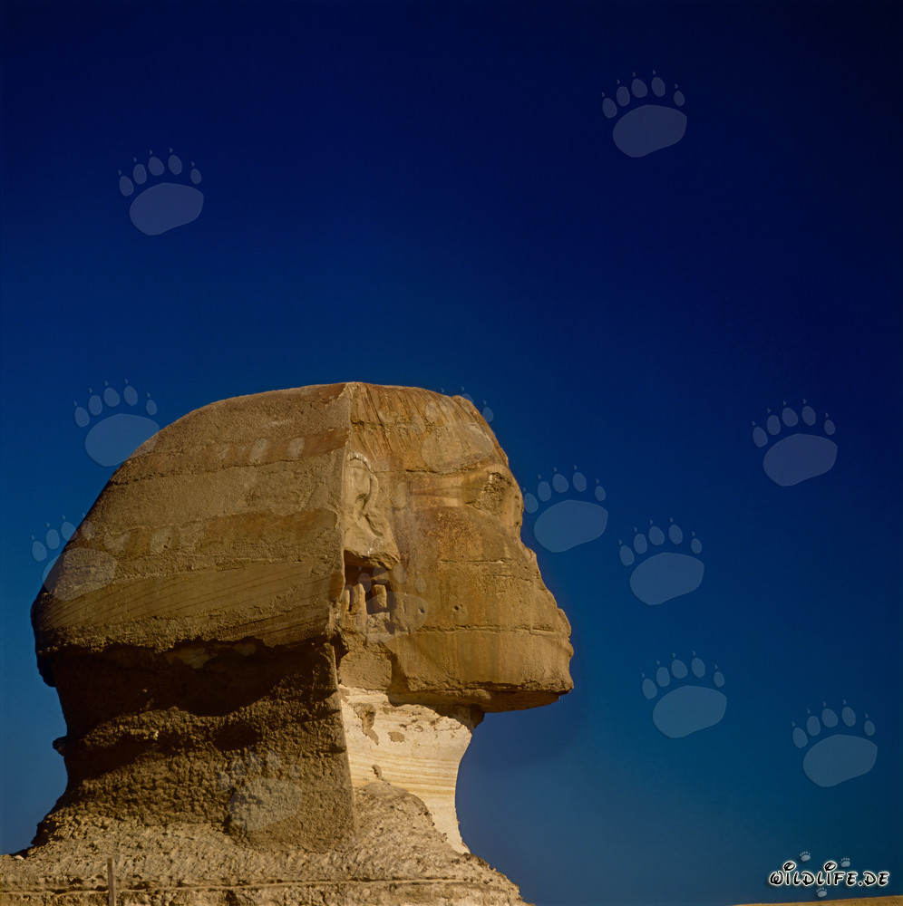 Großer Sphinx von Gizeh - Das rätselhafte Wahrzeichen Ägyptens