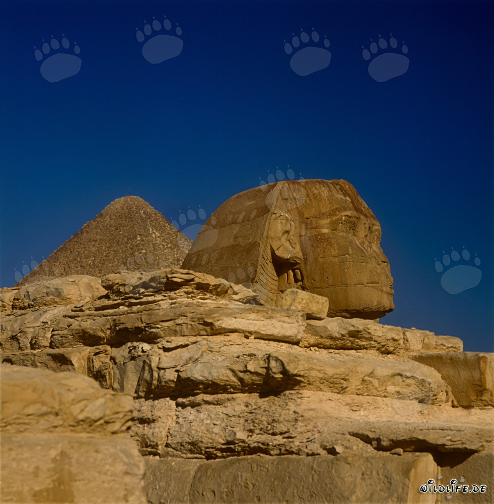 Grande Sfinge di Giza con la piramide di Cheope sullo sfondo