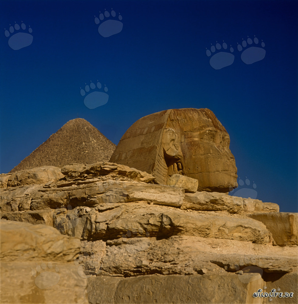 Grande Sphinx de Gizeh avec la pyramide de Khéops en arrière-plan