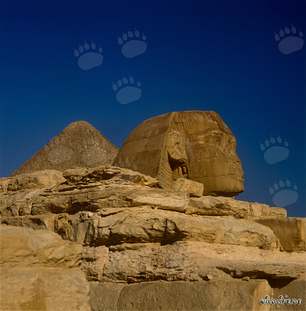 Große Sphinx von Gizeh mit Cheops-Pyramide im Hintergrund