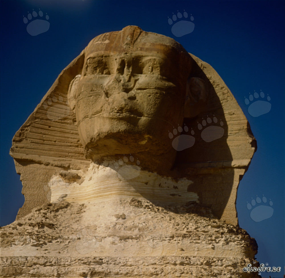 The Majestic Great Sphinx of Giza
