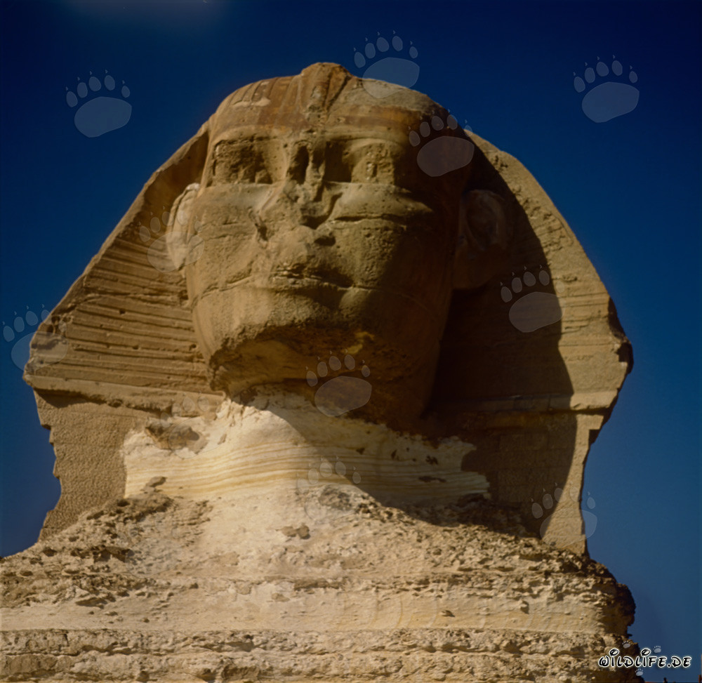 La maestosa Sfinge di Giza