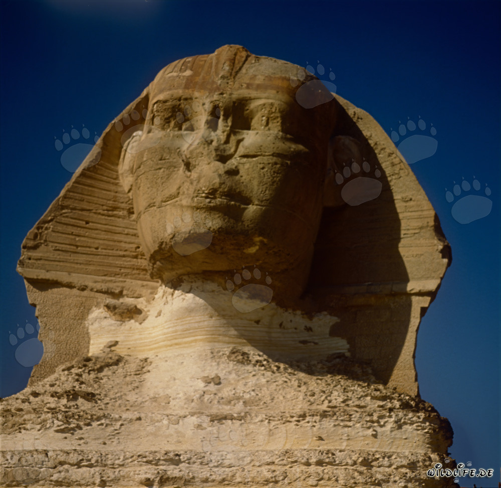La majestueuse Sphinx de Gizeh