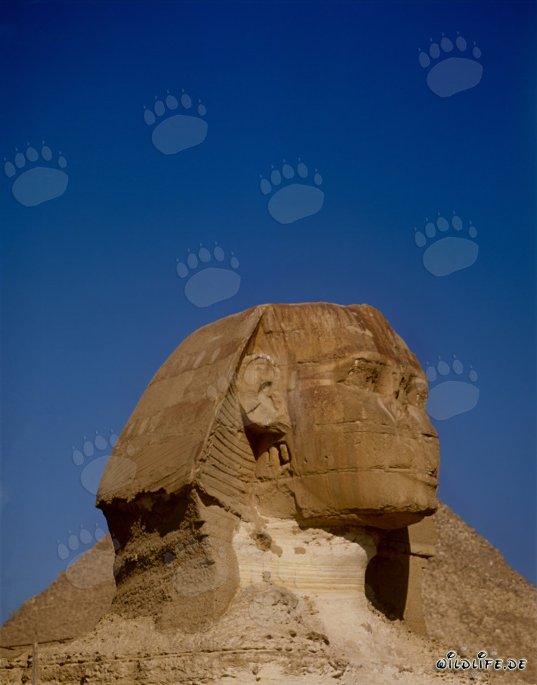 Ritratto della Grande Sfinge di Giza