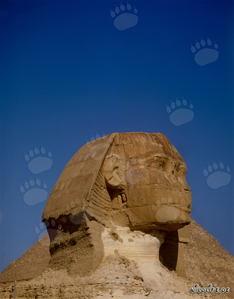 Portrait de la Grande Sphinx de Gizeh