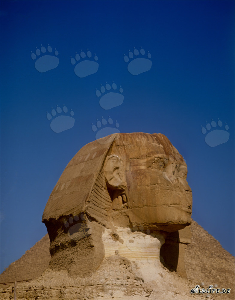 Great Sphinx of Giza portrait