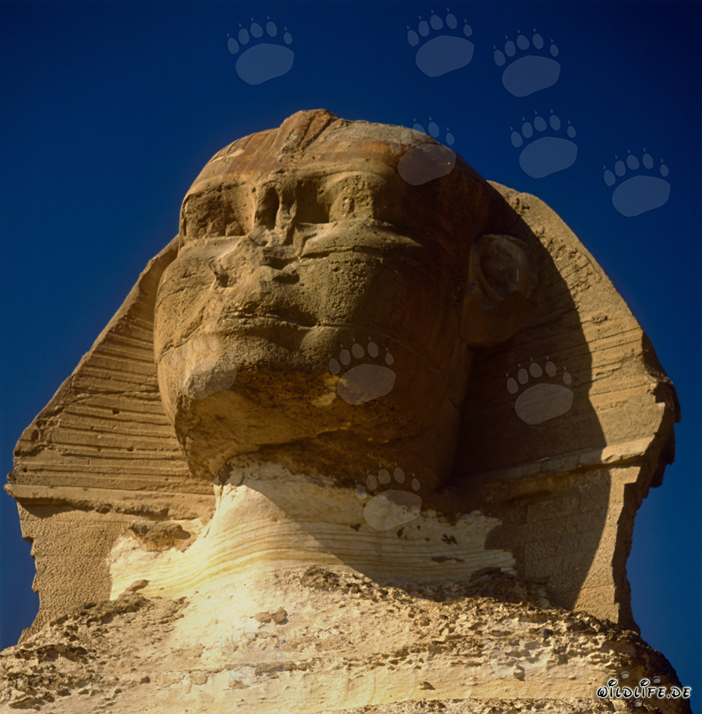 Portrait of the Great Sphinx of Giza