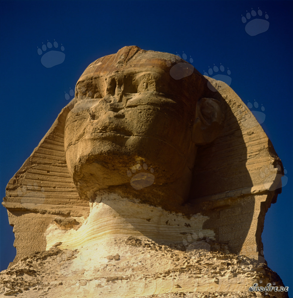 Ritratto della Grande Sfinge di Giza