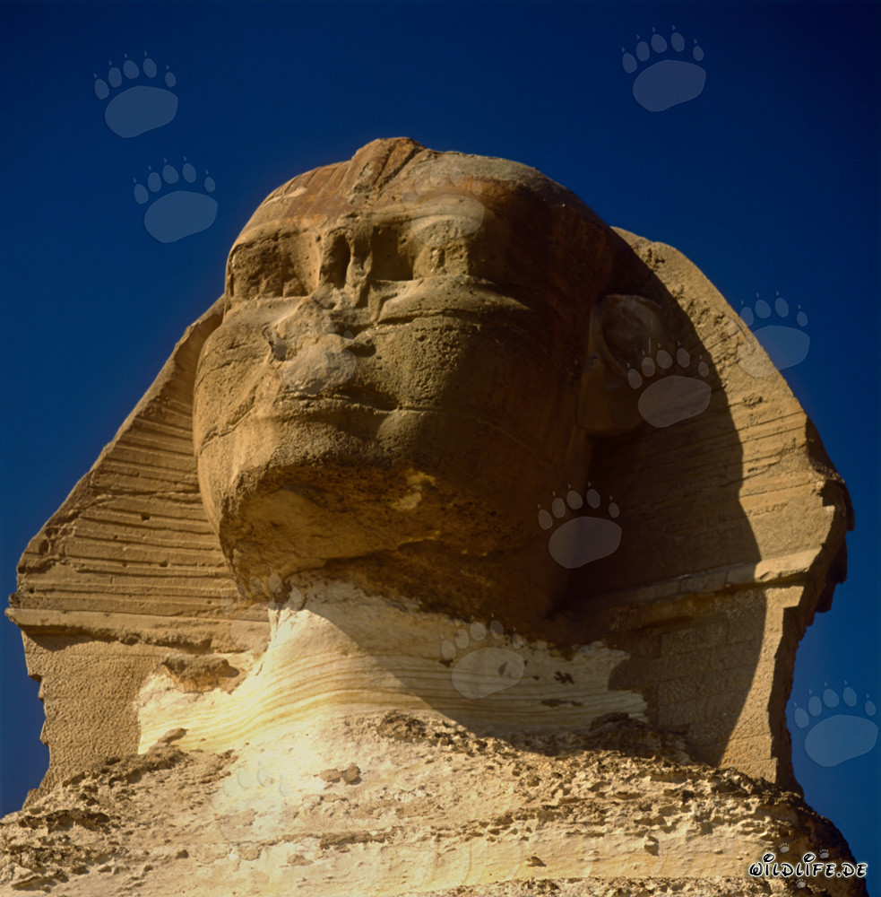 Portrait du Grand Sphinx de Gizeh