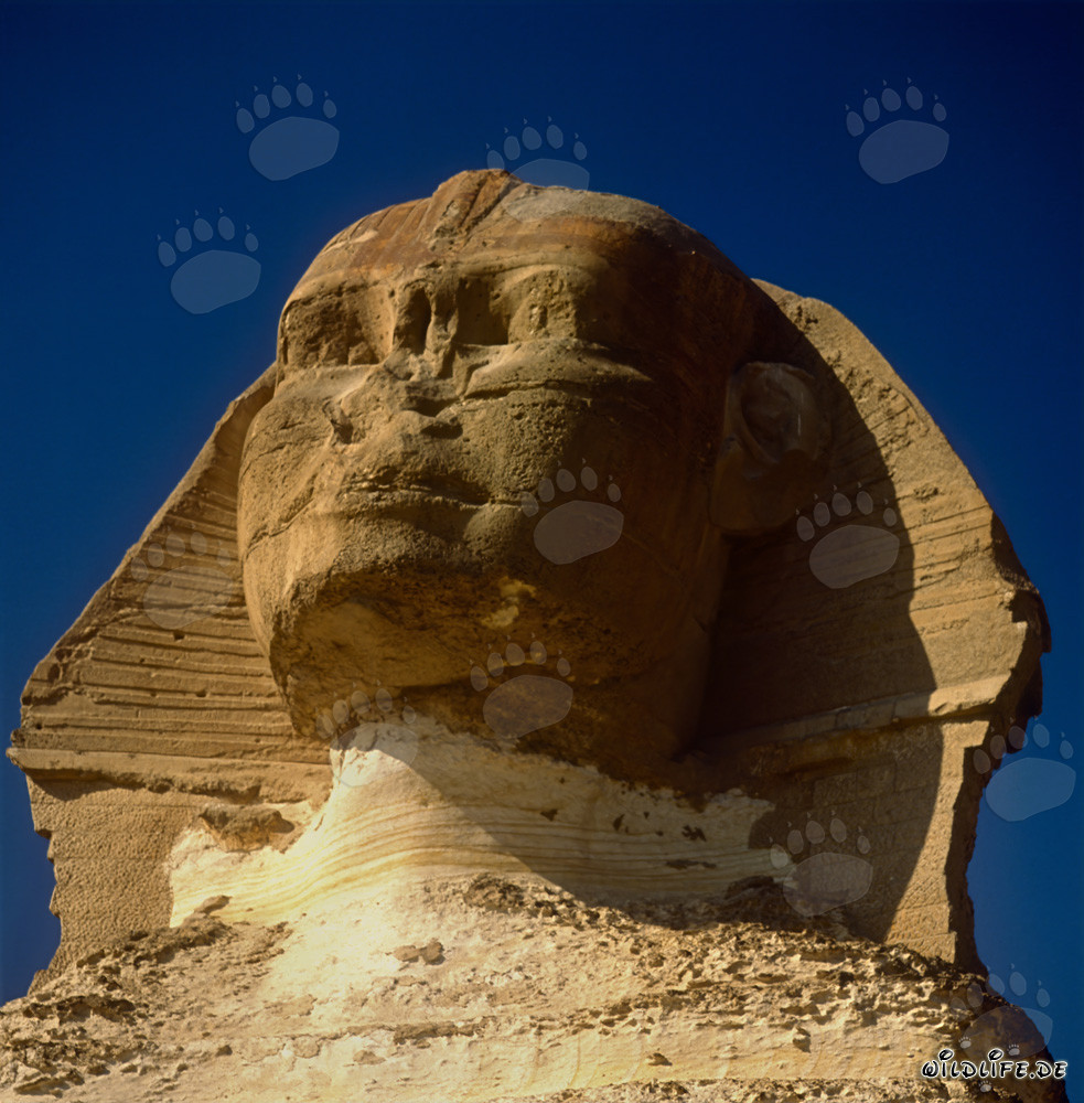 Porträt der Großen Sphinx von Gizeh