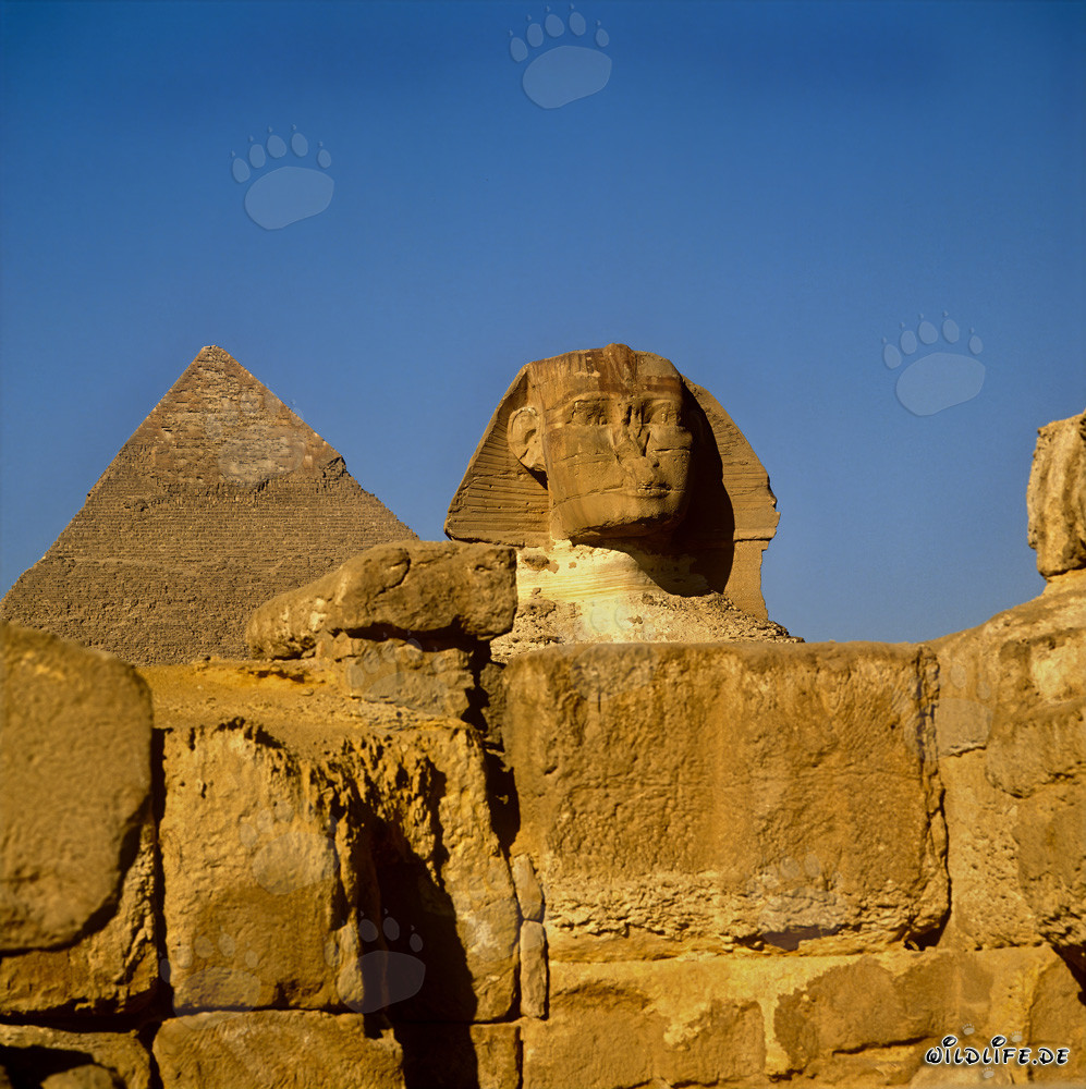 Veduta frontale della Sfinge con la piramide di Chefren