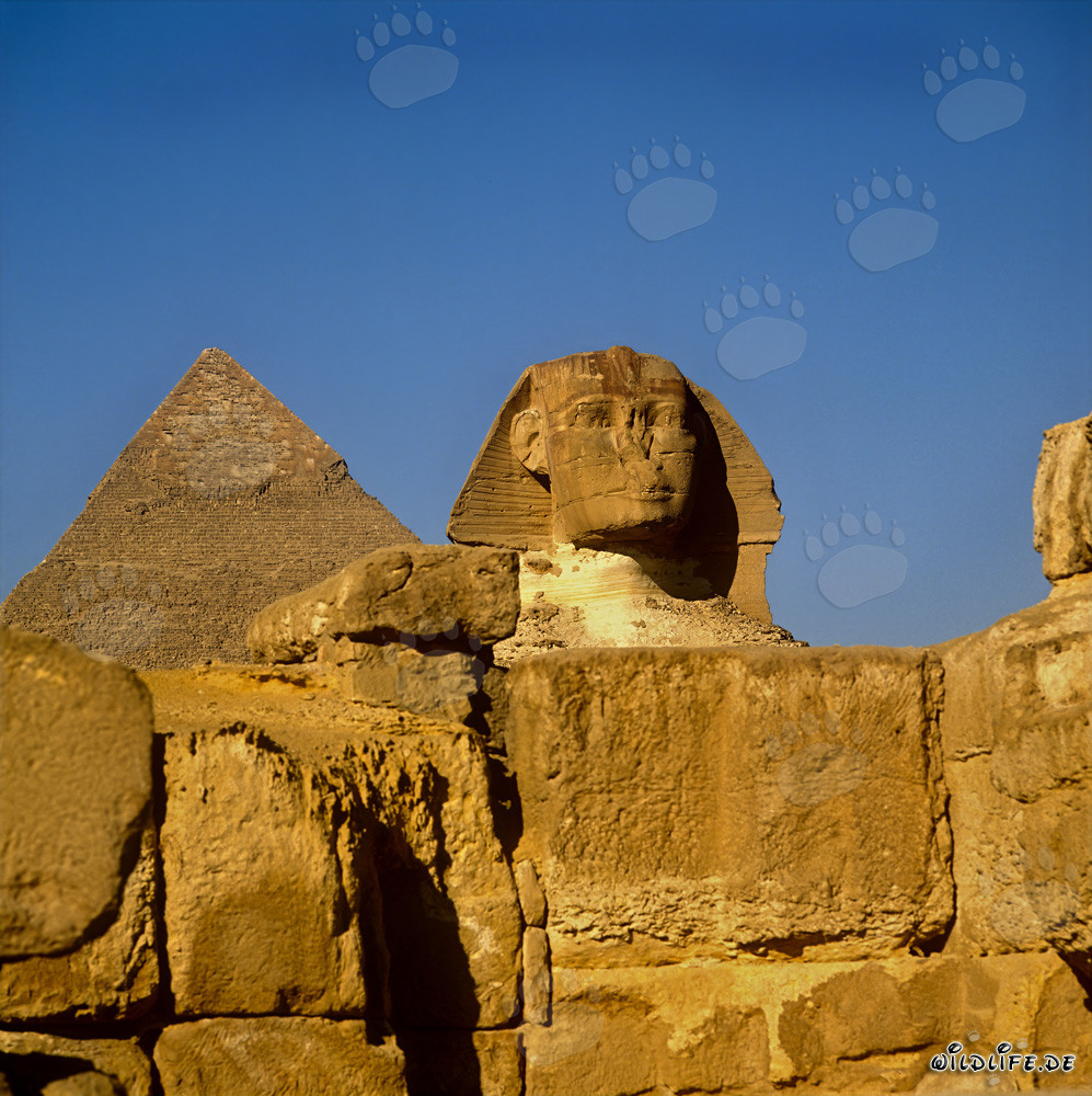 Frontalansicht der Sphinx mit Chephren Pyramide