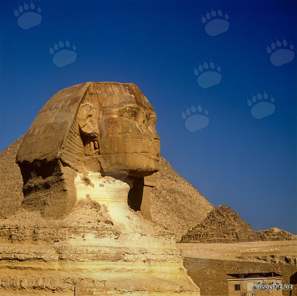 Grande Sphinx de Gizeh - L'emblème mystérieux de l'Égypte