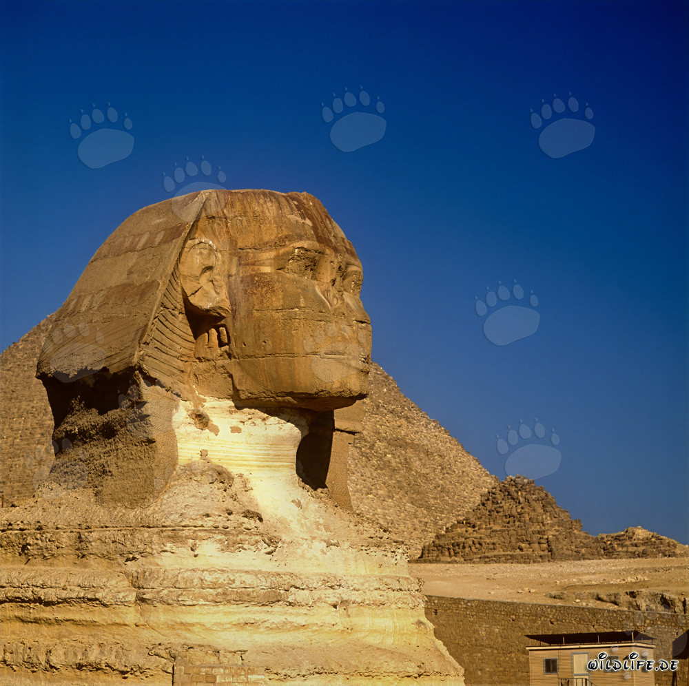 Große Sphinx von Gizeh - Das rätselhafte Wahrzeichen Ägyptens