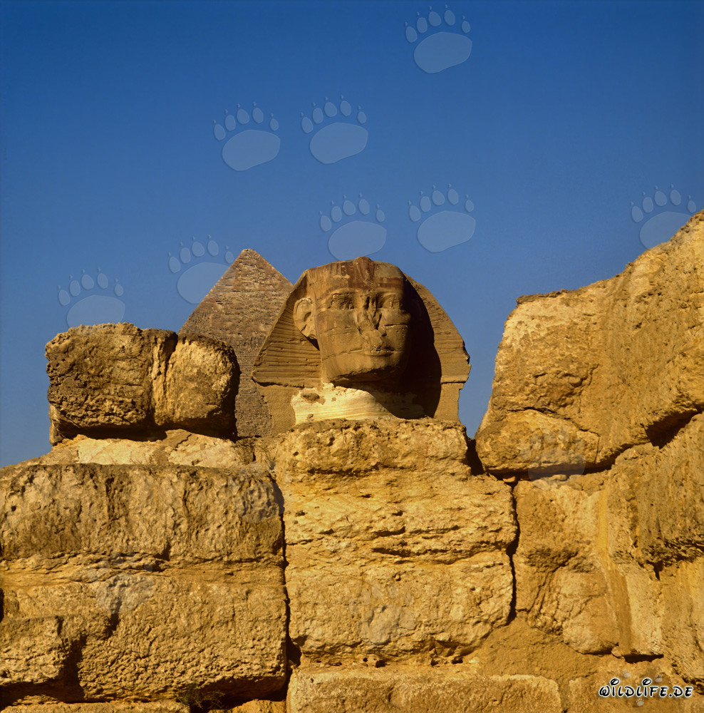Sphinx von Gizeh mit Chephren-Pyramide