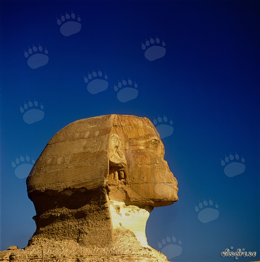Die Große Sphinx von Gizeh - Majestätisches Wahrzeichen Ägyptens