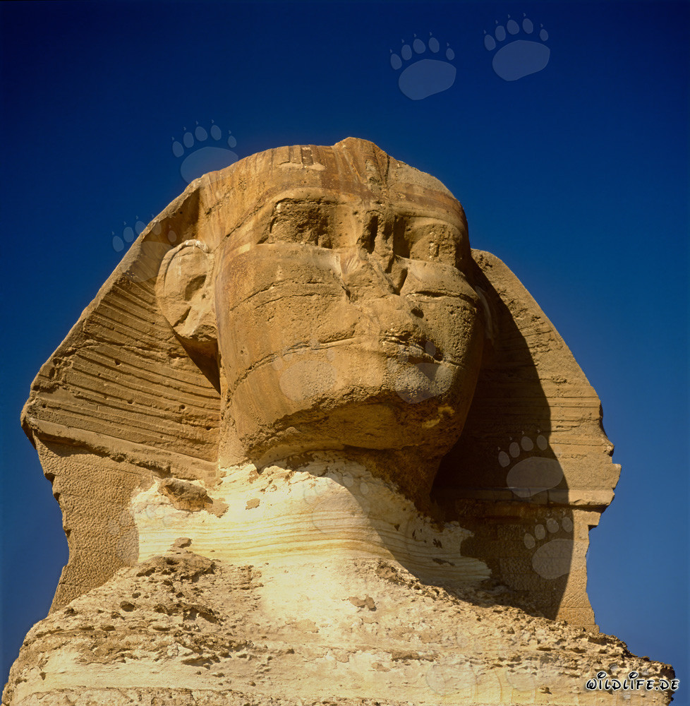 The mysterious secret of the Sphinx of Giza revealed