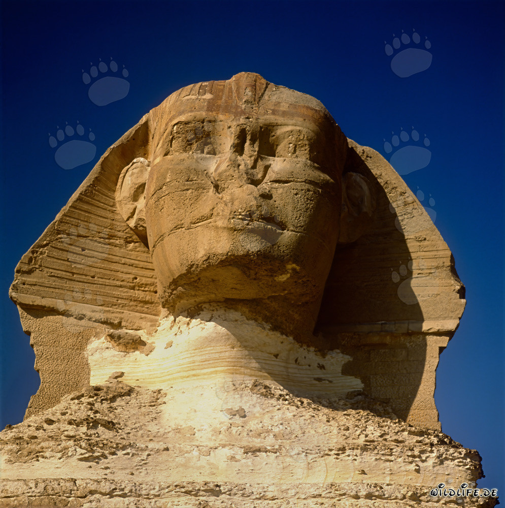 Il maestoso ritratto della Grande Sfinge di Giza