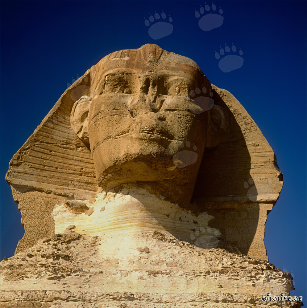 Das majestätische Porträt der Großen Sphinx von Gizeh