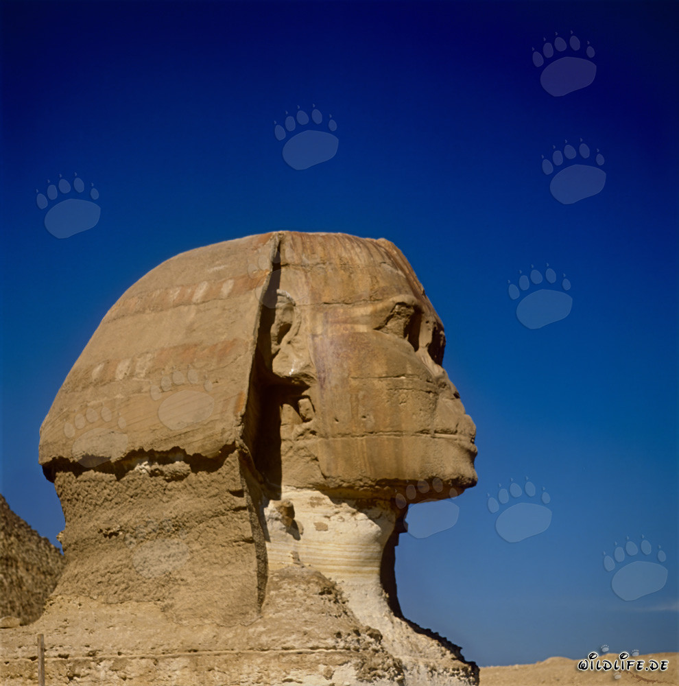 La majestuosa Esfinge de Gizeh - Antiguo símbolo de Egipto