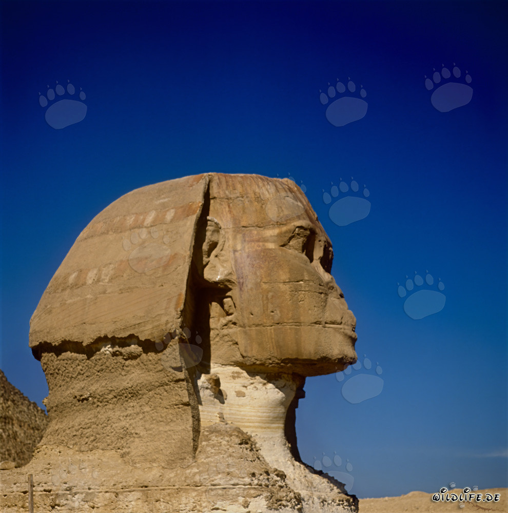 La maestosa Sfinge di Giza - Antico simbolo dell'Egitto