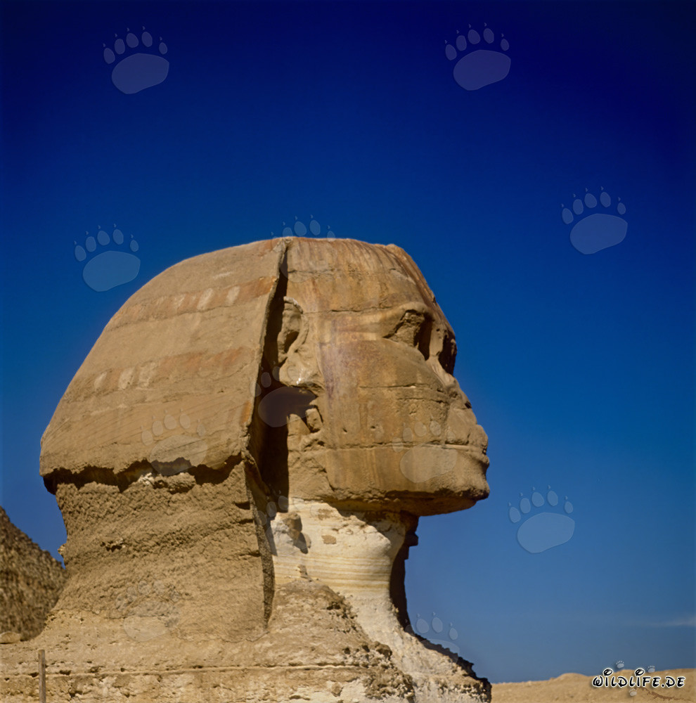 La majestueuse Sphinx de Gizeh - Ancien symbole de l'Égypte