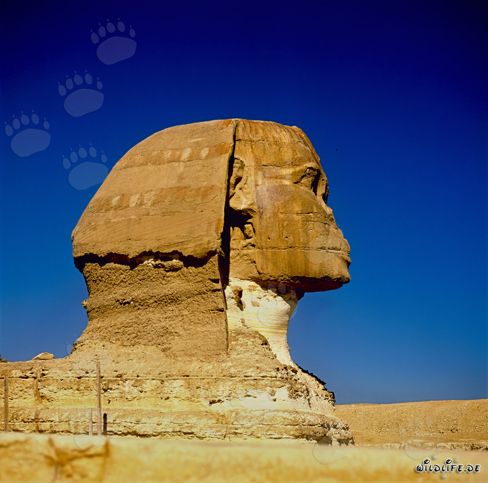 El majestuoso Esfinge de Gizeh visto de perfil