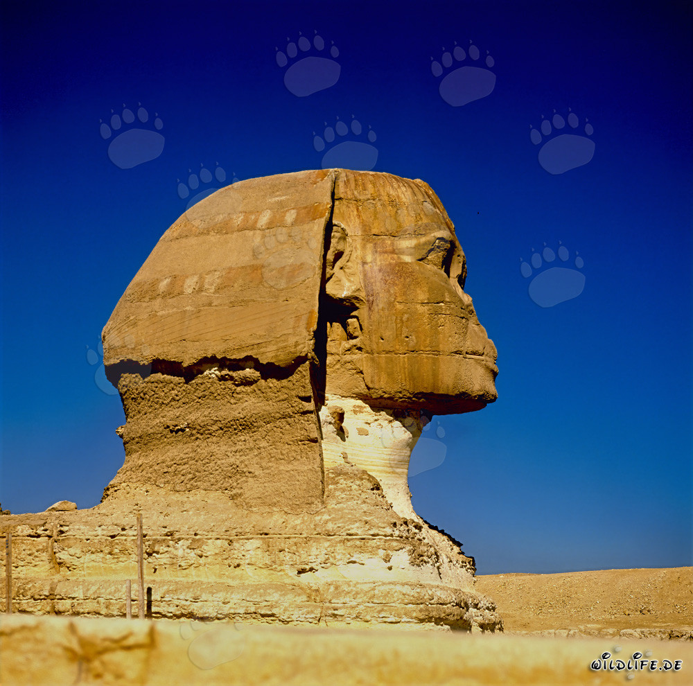 Il maestoso Sfinge di Giza visto di profilo