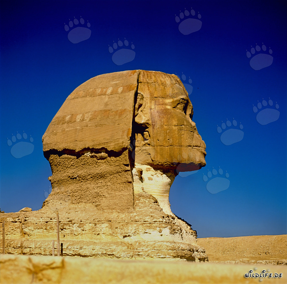 Le majestueux Sphinx de Gizeh vu de profil