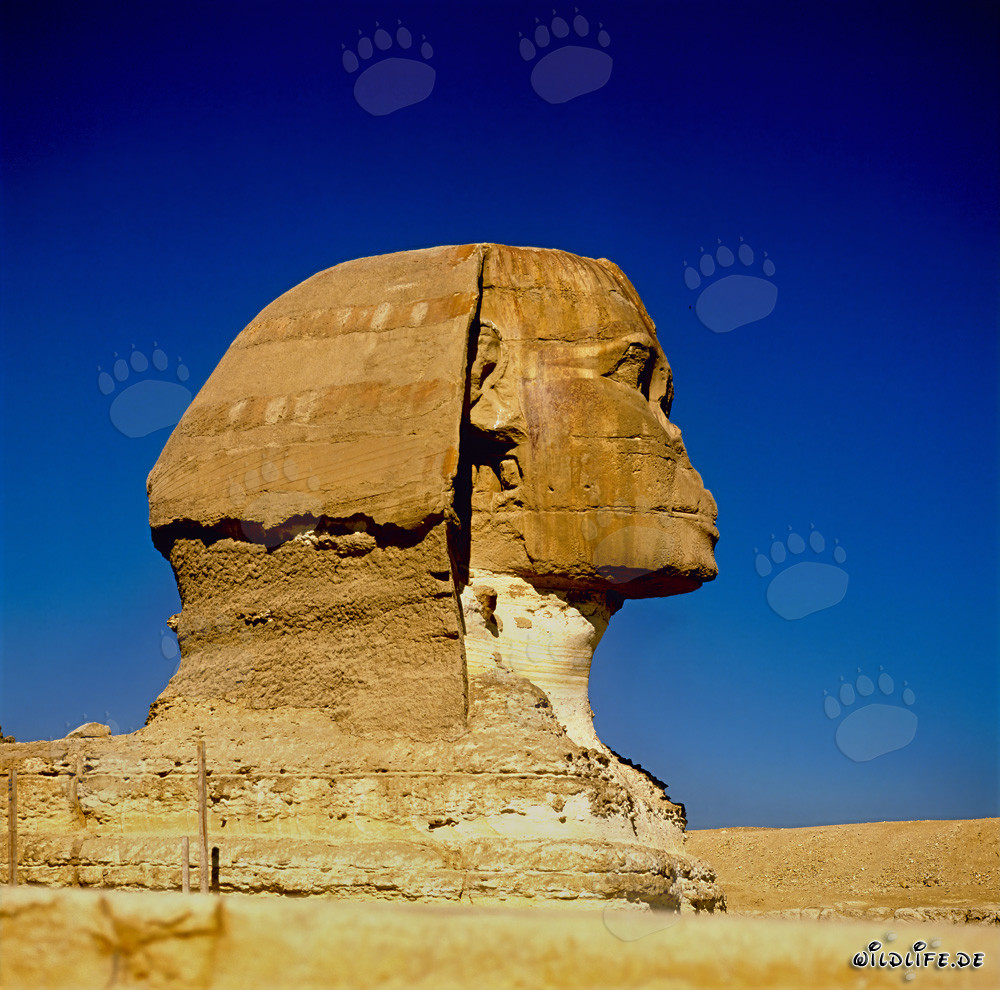 The majestic Sphinx of Giza viewed in profile