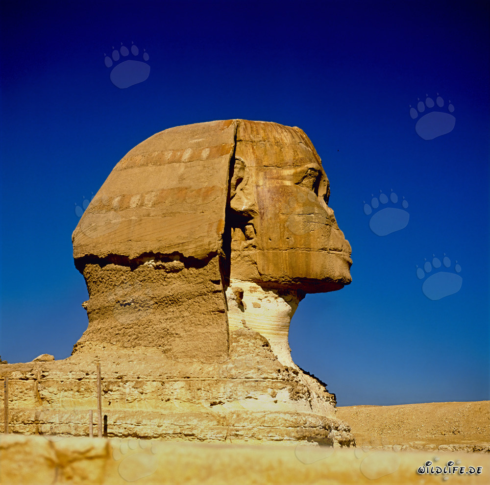 Der majestätische Sphinx von Gizeh im Profil betrachtet