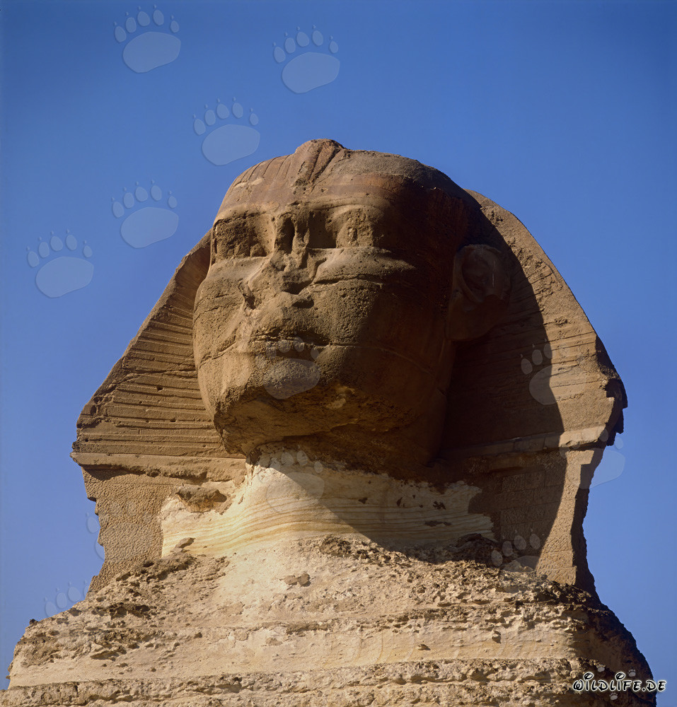Lo sguardo maestoso della Sfinge di Giza