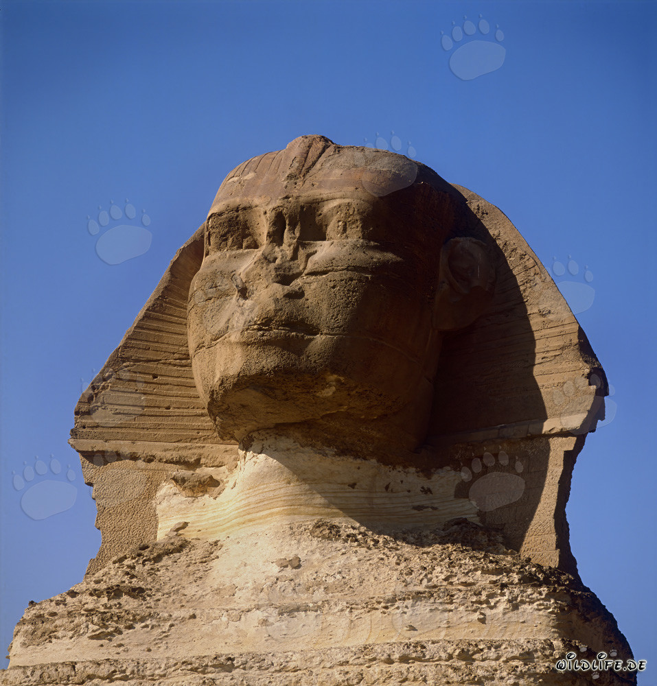 The majestic gaze of the Sphinx of Giza