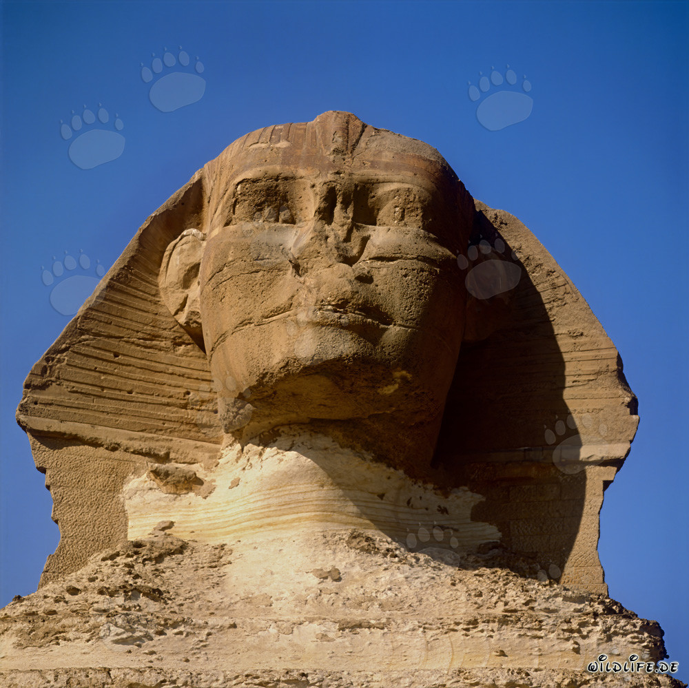 The Majestic Gaze of the Great Sphinx of Giza
