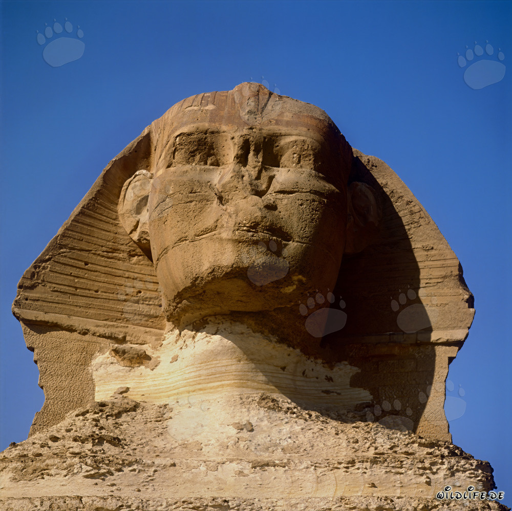 La majestueuse vue du Sphinx de Gizeh