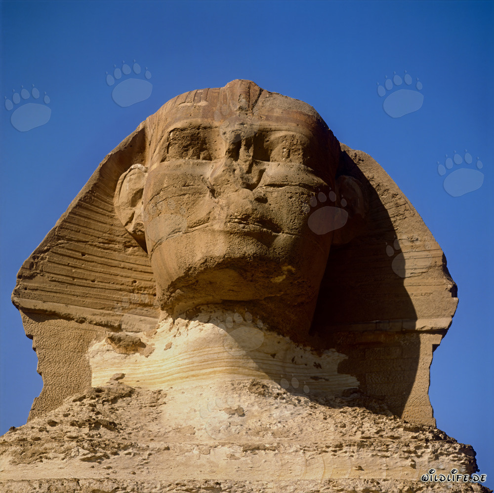 Der majestätische Blick des Sphinx von Gizeh
