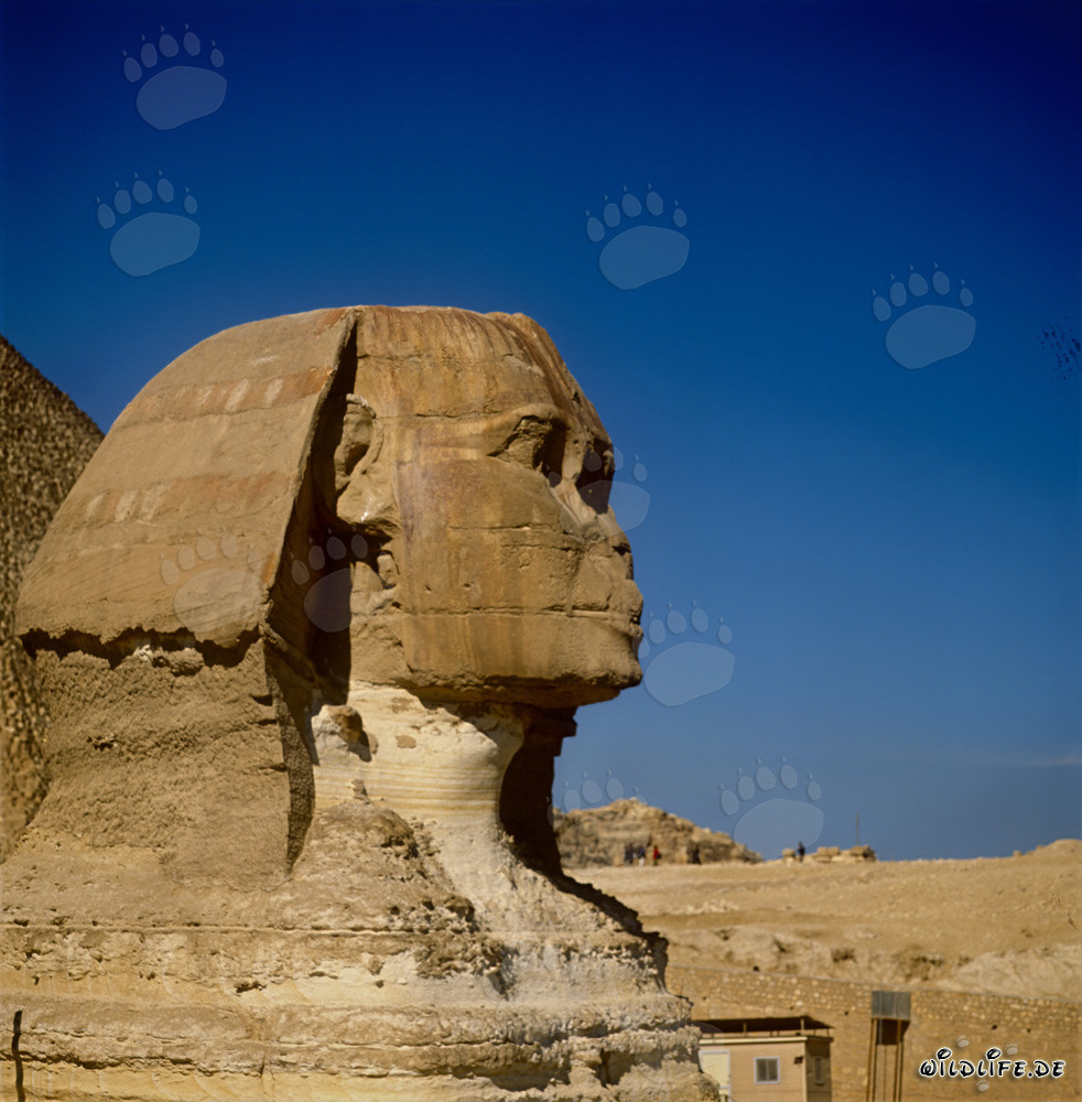 Grande Sfinge di Giza - Simbolo mistico dell'Egitto