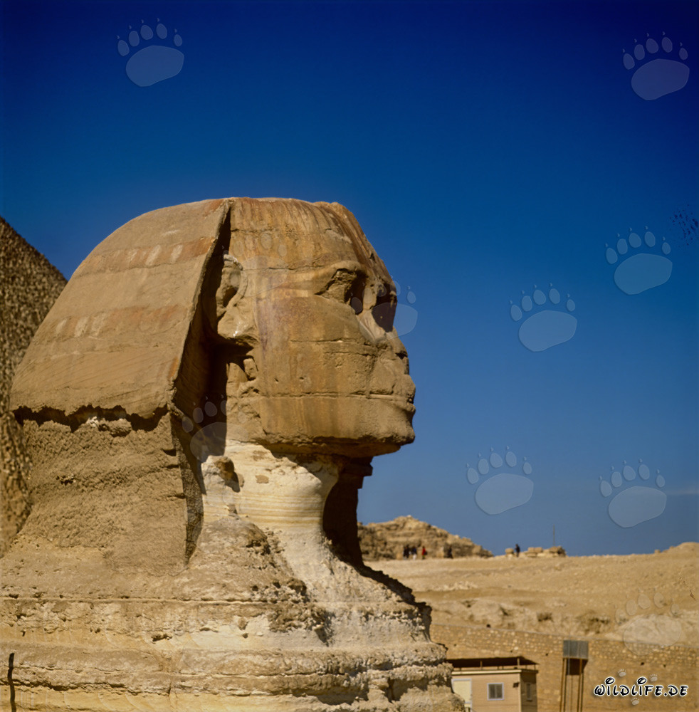 Große Sphinx von Gizeh - Mystisches Wahrzeichen Ägyptens