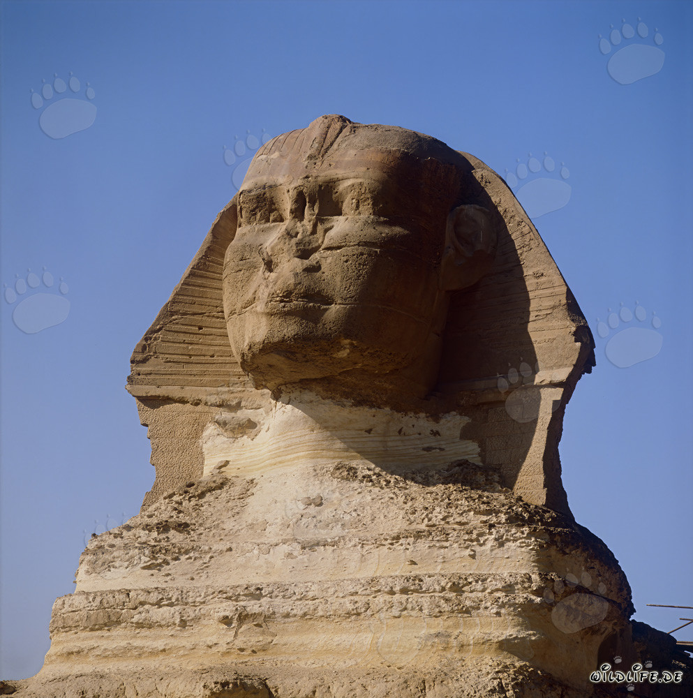 Il misterioso Sfinge di Giza