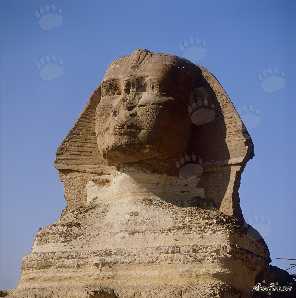 The mysterious Great Sphinx of Giza