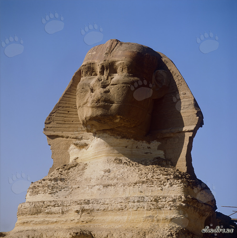 Der geheimnisvolle Sphinx von Gizeh