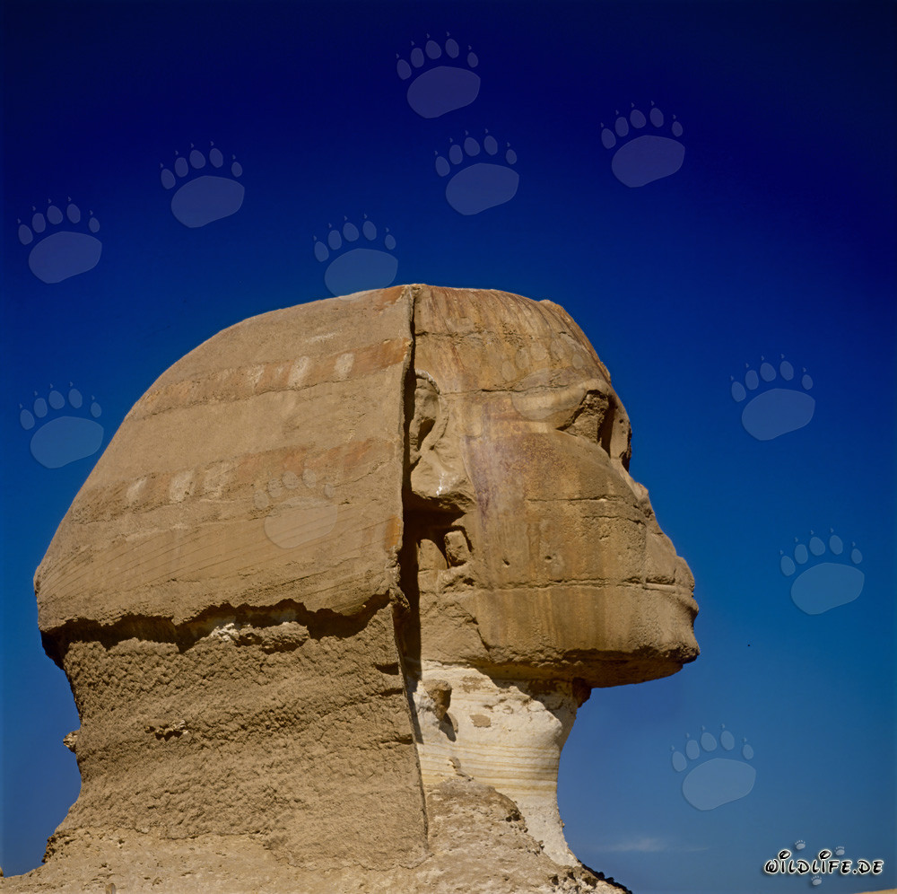 Gran Esfinge de Gizeh - Majestuosa cabeza de esfinge en perfil