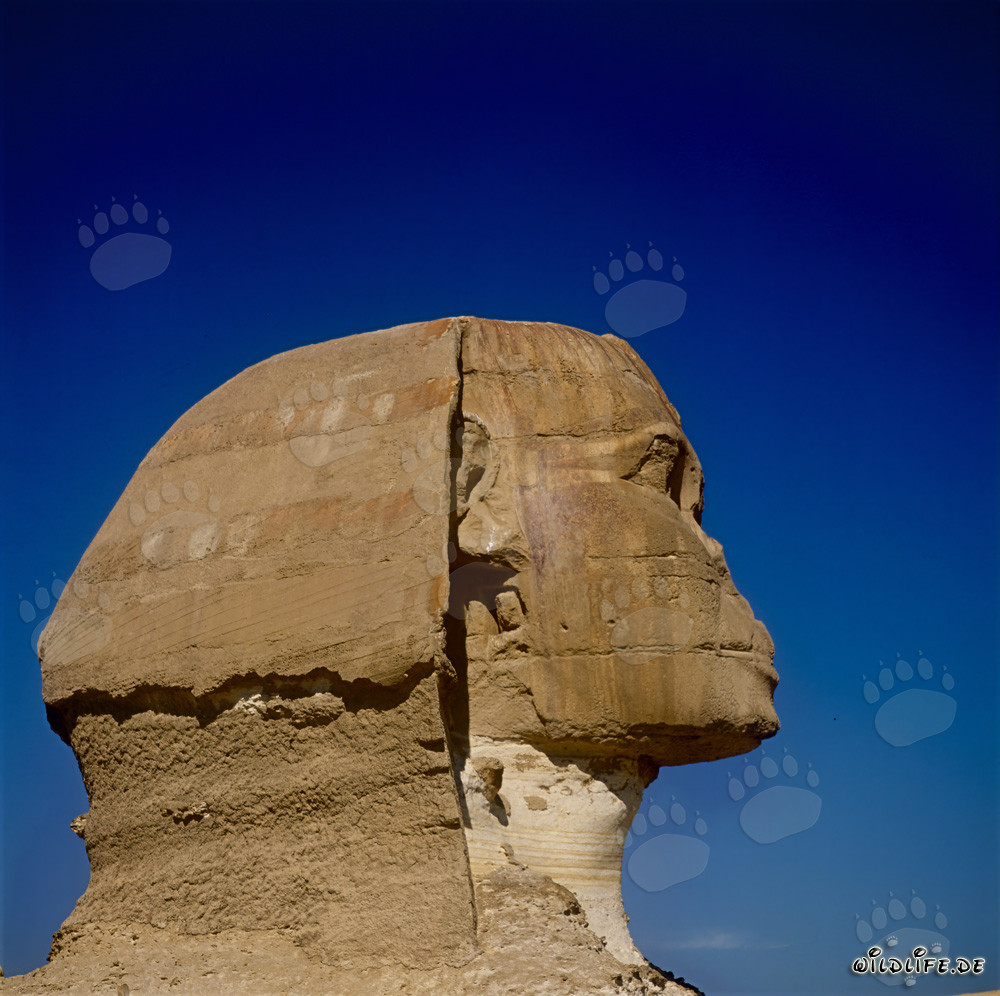 Great Sphinx of Giza - Majestic Sphinx head in profile