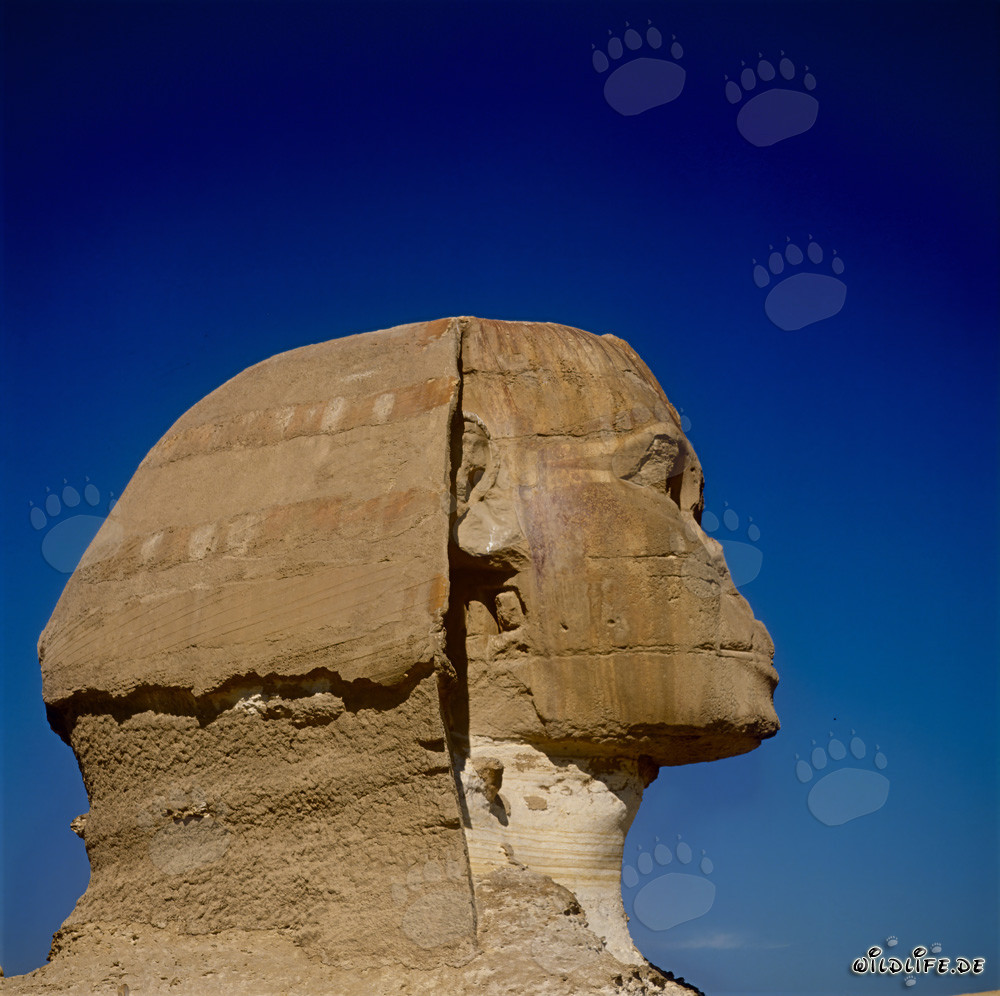 Grande Sfinge di Giza - Maestoso profilo della testa della Sfinge