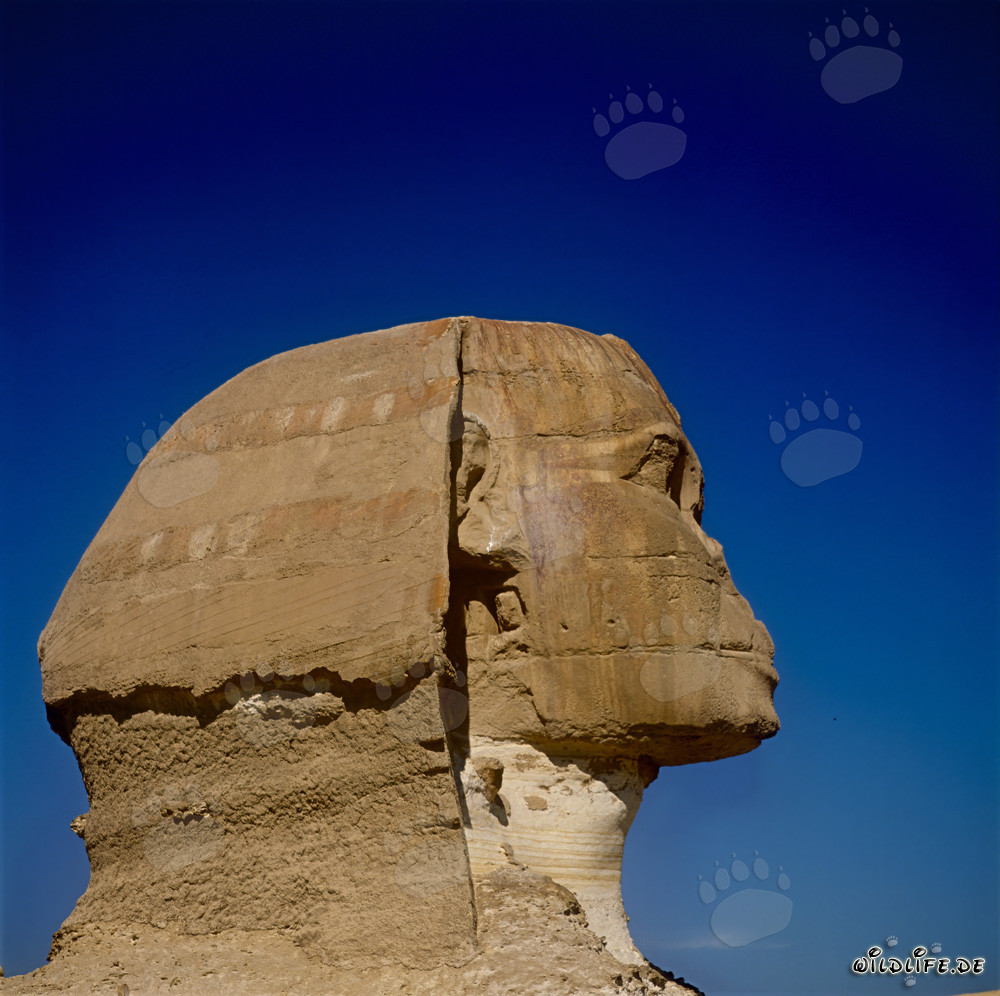 Grande Sphinx de Gizeh - Majestueuse tête de Sphinx en profil