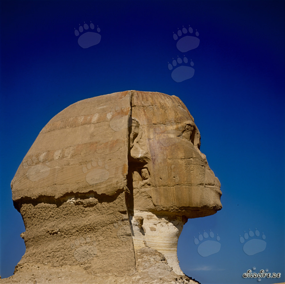 Große Sphinx von Gizeh - Majestätischer Sphinxkopf im Profil