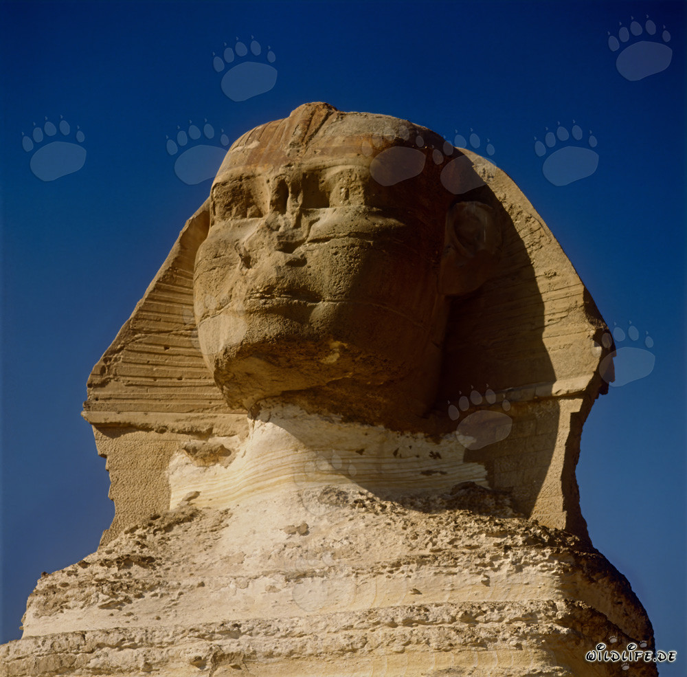 Il misterioso Sfinge di Giza - un enigmatico simbolo dell'Egitto