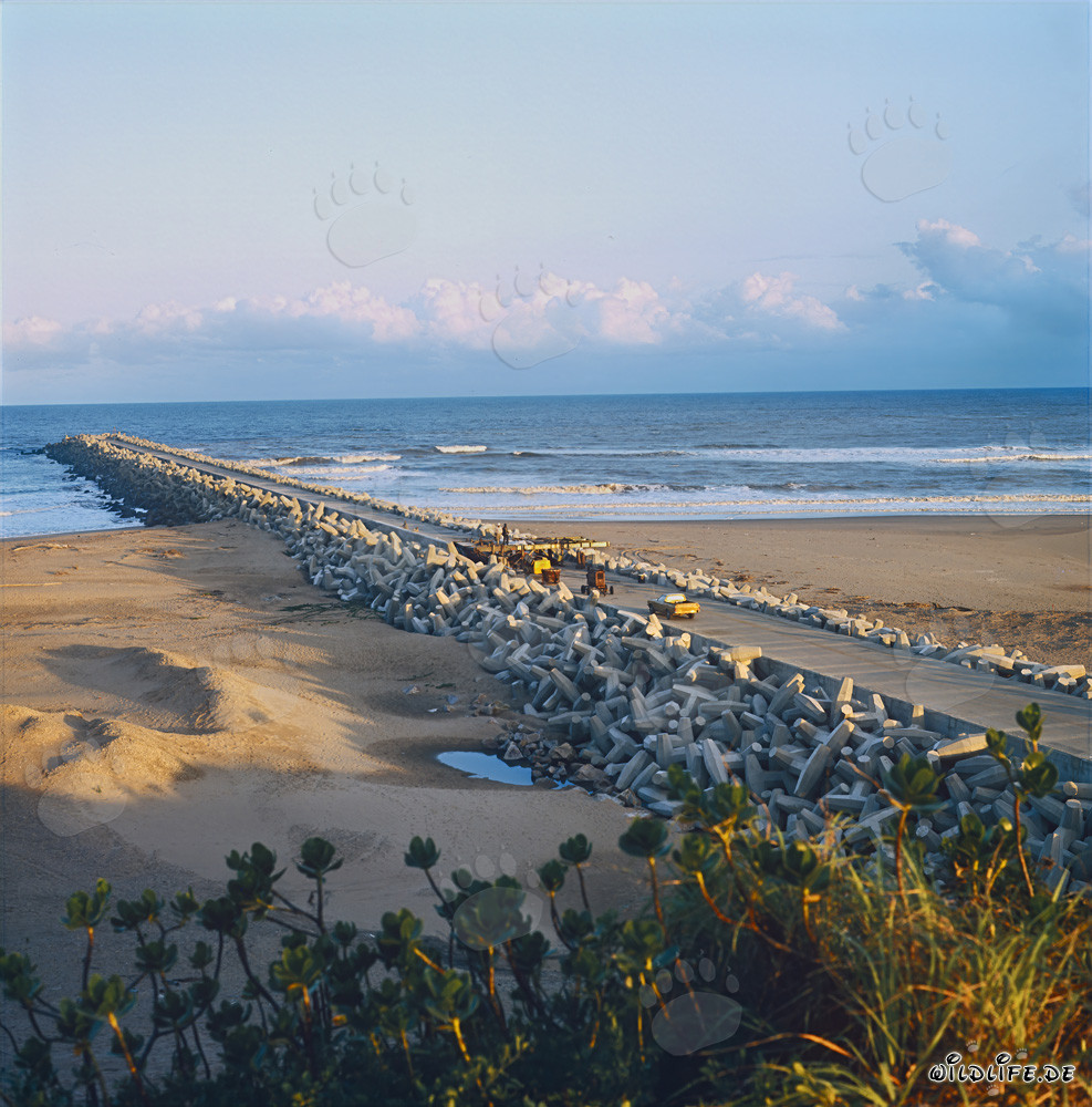 Betonkrone am North Breakwater geschützt durch Dolosse